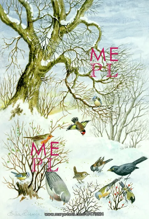  : Various birds in the snow