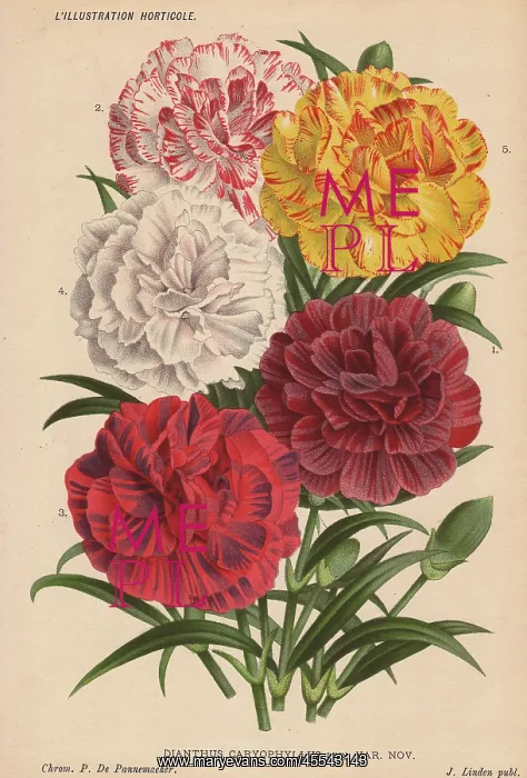: Various carnations or pinks, Dianthus caryophyllus : Various carnations or pinks, Dianthus caryophyllus