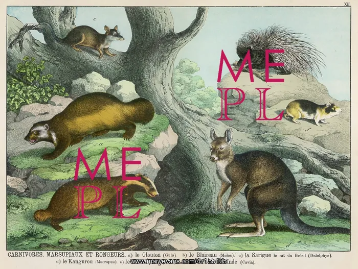 : Various carnivores : Various carnivores