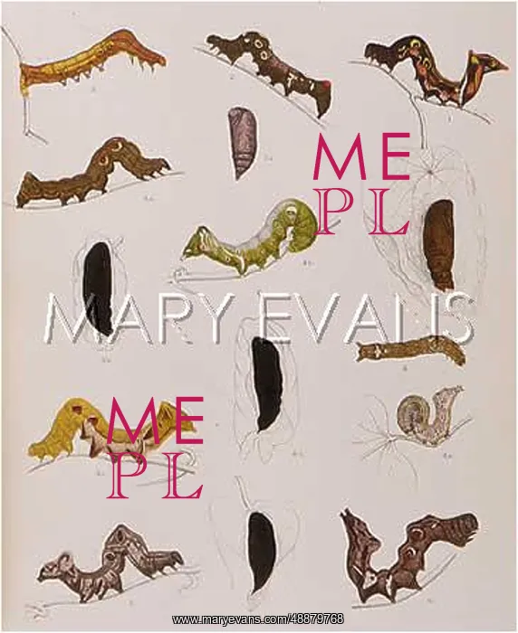 : VARIOUS CATERPILLARS : VARIOUS CATERPILLARS