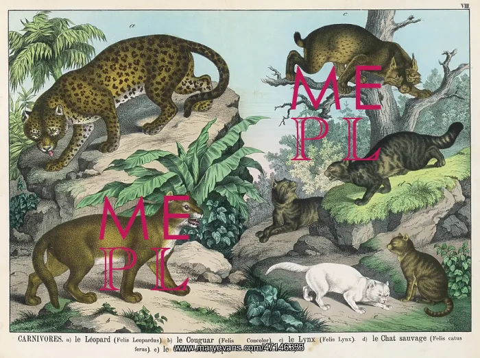 : Various cats : Various cats