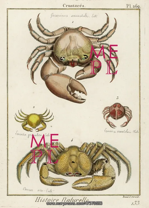  : VARIOUS CRABS