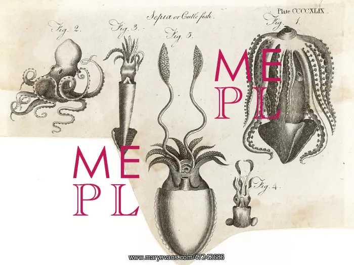  : VARIOUS CUTTLEFISH