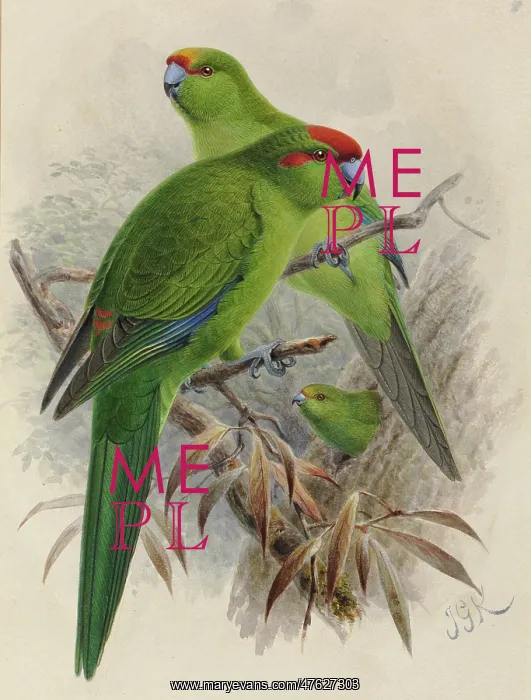 : Various Cyanoramphus parakeets : Various Cyanoramphus parakeets