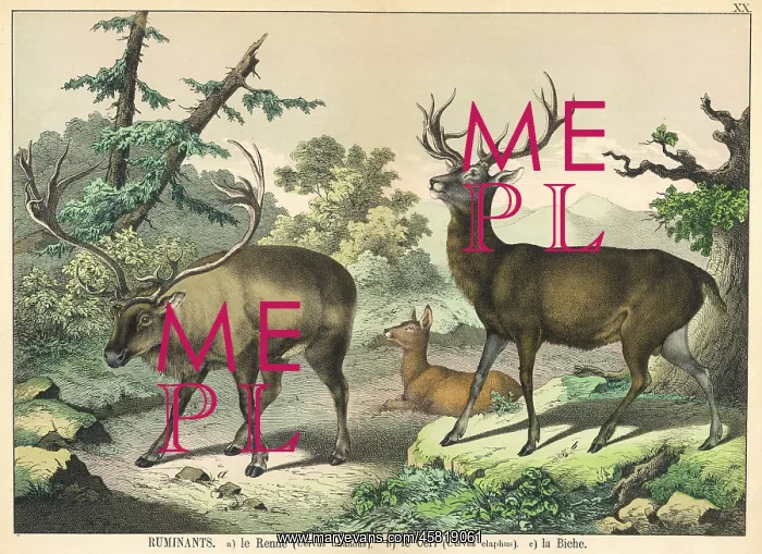  : Various deer, Caribou and Elk