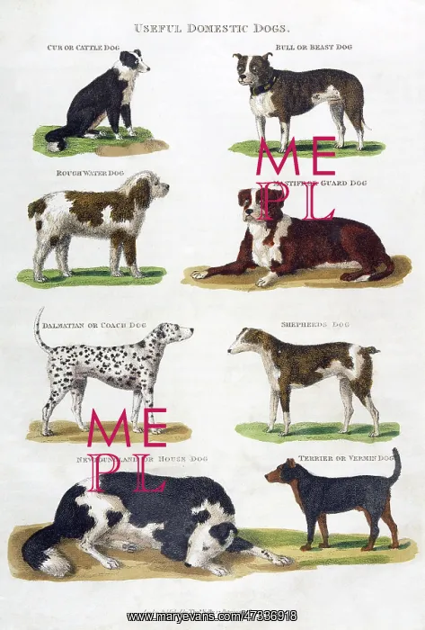 : VARIOUS DOGS OF 1810 : VARIOUS DOGS OF 1810