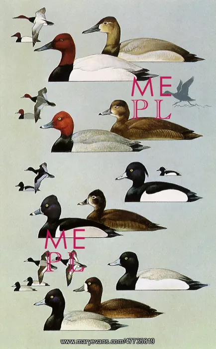  : Various Ducks