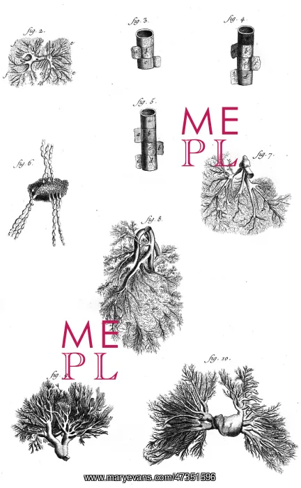 : Various examples of veins and arteries of the human body : Various examples of veins and arteries of the human body