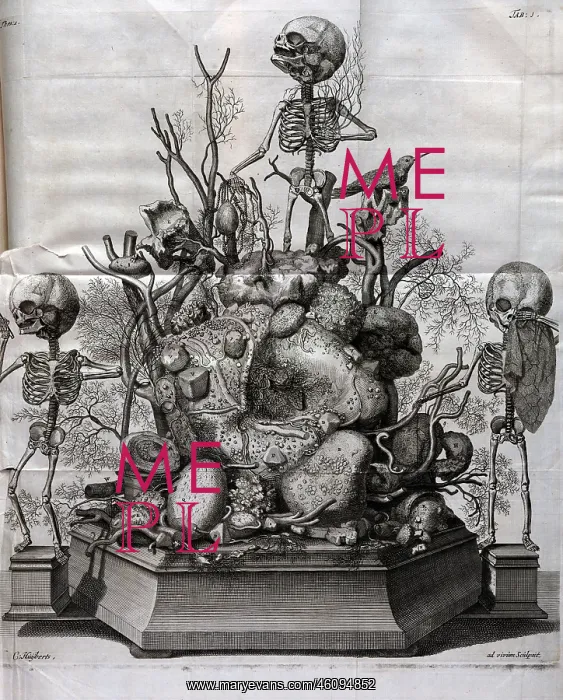 : Various fetal skeletons displayed : Various fetal skeletons displayed