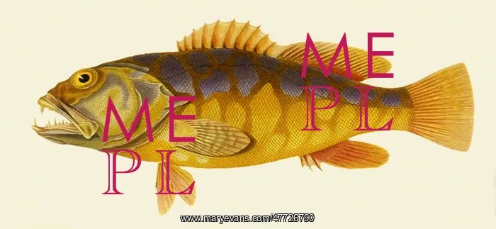  : Various Fish