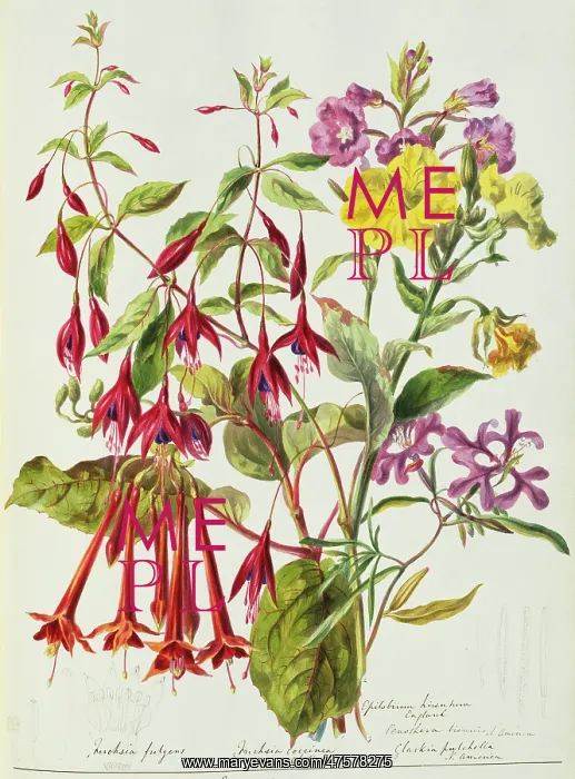 : Various flowers : Various flowers