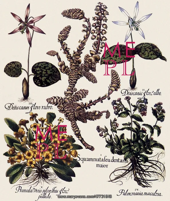 : Various Flowers : Various Flowers