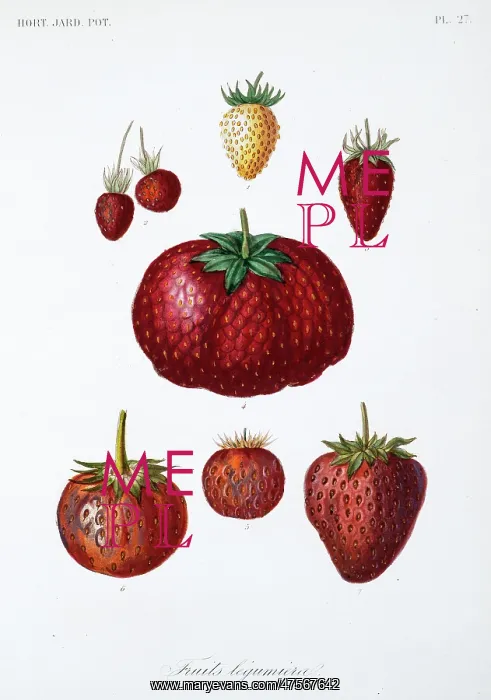 : Various Fruit : Various Fruit