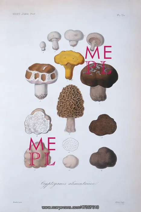 : Various fungi : Various fungi