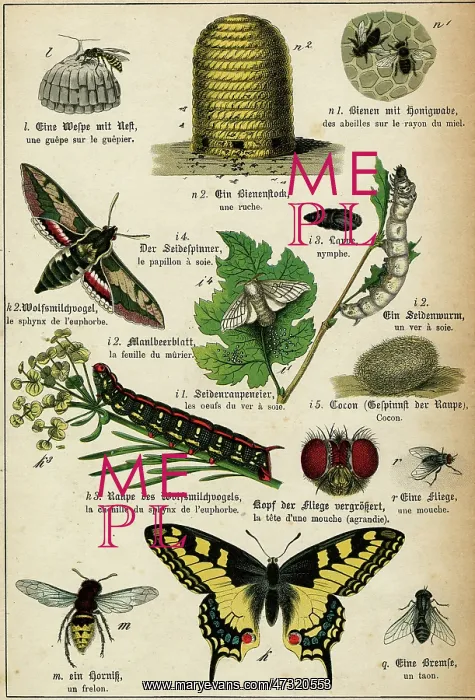 : VARIOUS INSECTS : VARIOUS INSECTS