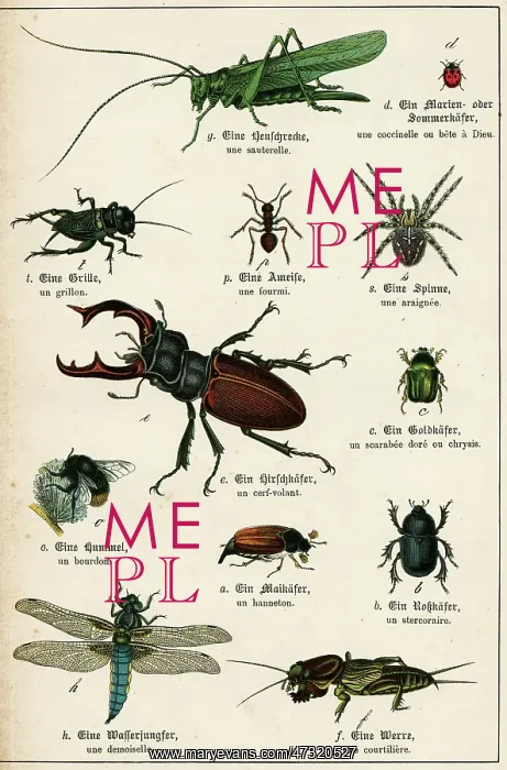 : VARIOUS INSECTS C1880 : VARIOUS INSECTS C1880