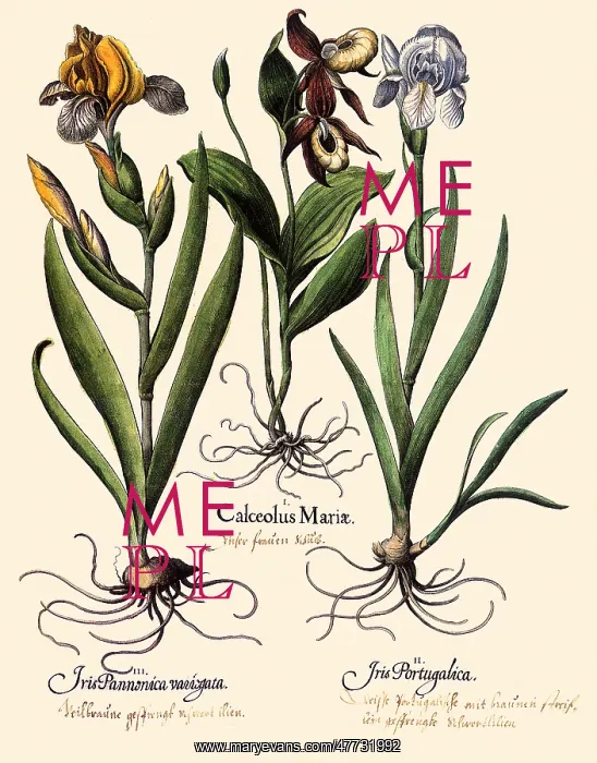 : Various Irises : Various Irises