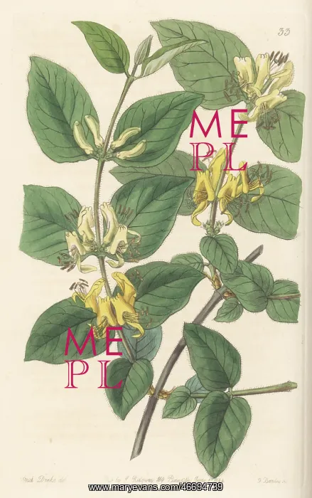 : Various-leaved fly honeysuckle, Lonicera diversifolia : Various-leaved fly honeysuckle, Lonicera diversifolia