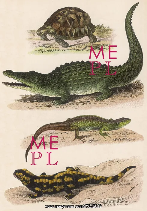 : VARIOUS LIZARDS : VARIOUS LIZARDS