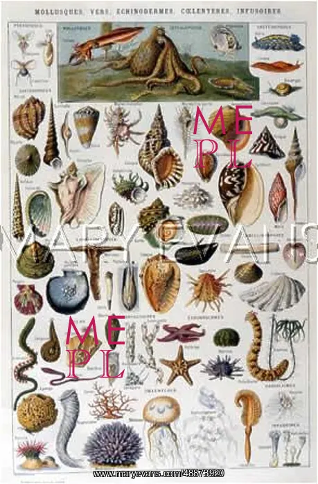  : VARIOUS MARINE CREATURES