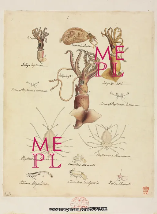 : Various Mollusca and Crustacea species : Various Mollusca and Crustacea species