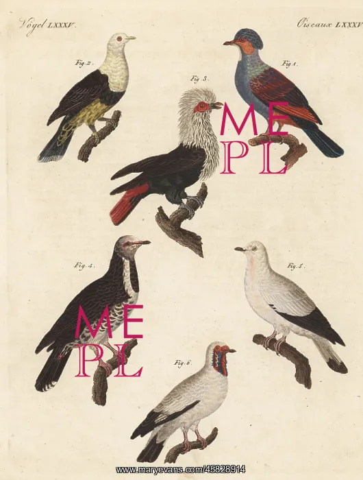 : Various pigeons including the extinct Mauritius blue pigeon : Various pigeons including the extinct Mauritius blue pigeon