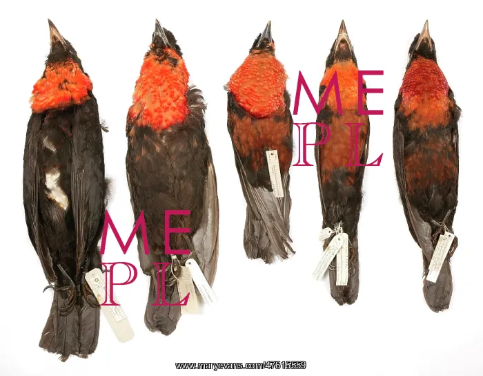 : Various Pyroderus scutatus subspecies in storage : Various Pyroderus scutatus subspecies in storage