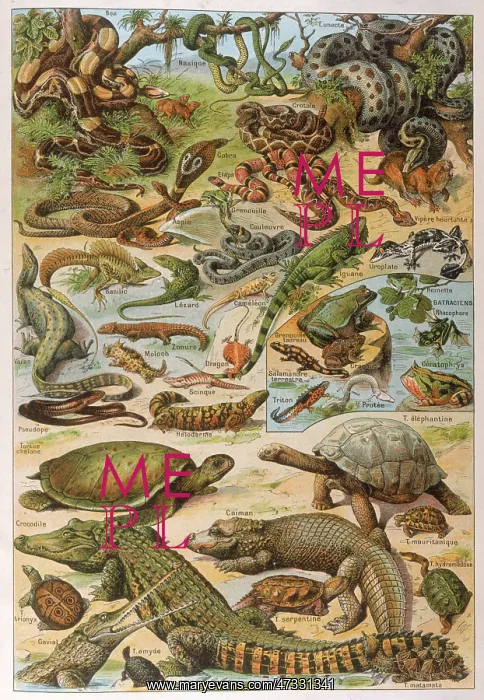 : Various Reptiles 1913 : Various Reptiles 1913