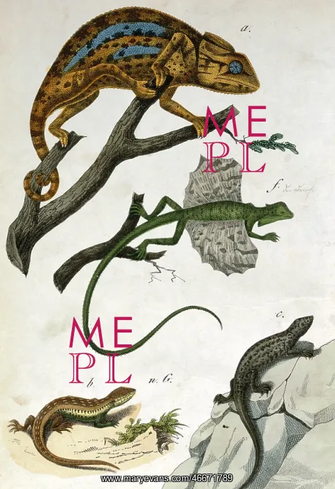 : Various reptiles : Various reptiles