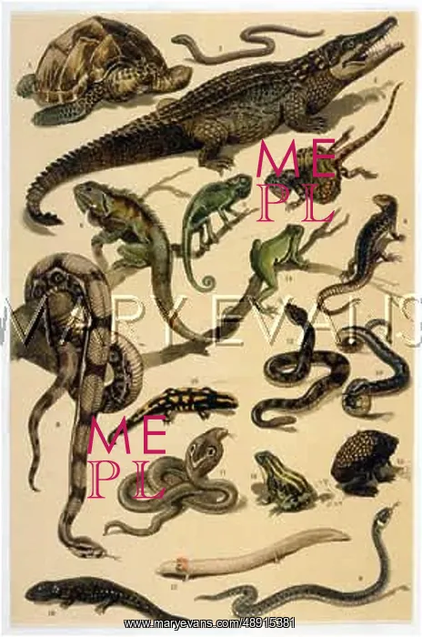 : VARIOUS REPTILES : VARIOUS REPTILES