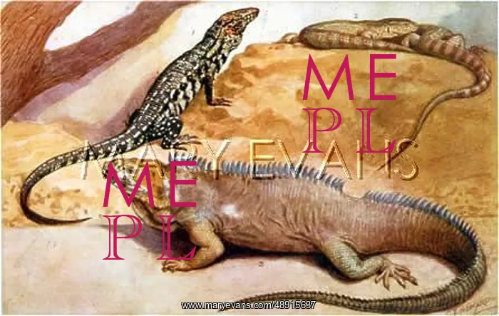 : VARIOUS REPTILES : VARIOUS REPTILES