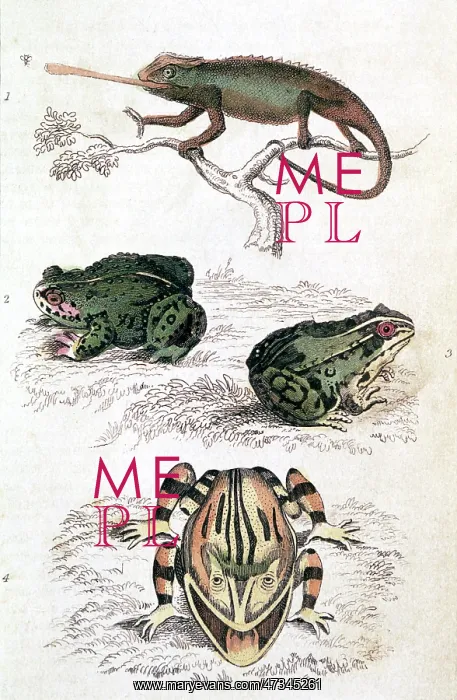 : VARIOUS REPTILES / LIZARS : VARIOUS REPTILES / LIZARS
