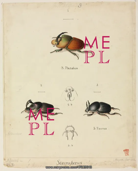 : Various Scarabaeus sp : Various Scarabaeus sp