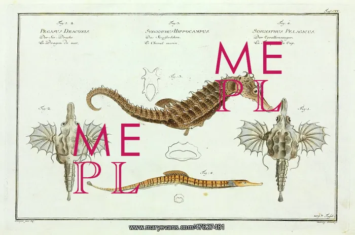 : Various seahorse species by Marcus Bloch : Various seahorse species by Marcus Bloch