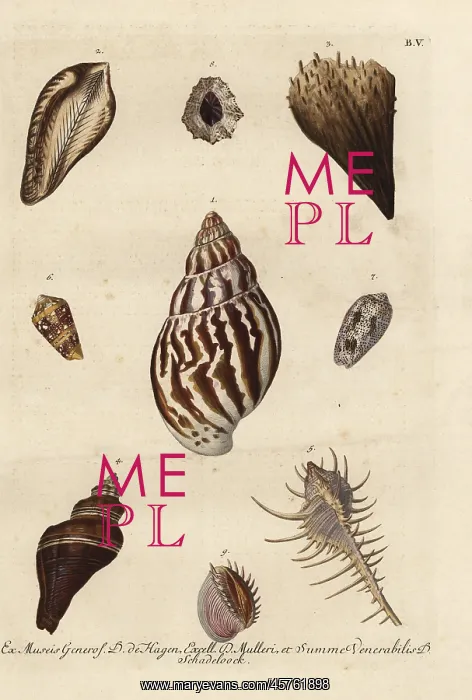 : Various shell specimens : Various shell specimens