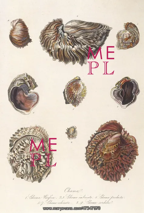  : VARIOUS SHELLS 1835
