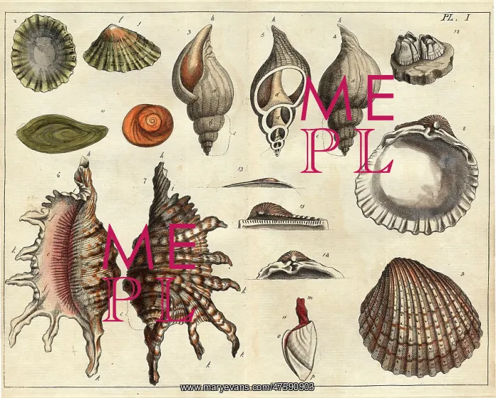 : Various shells : Various shells