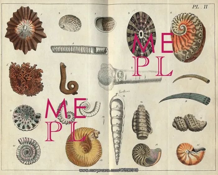 : Various shells : Various shells