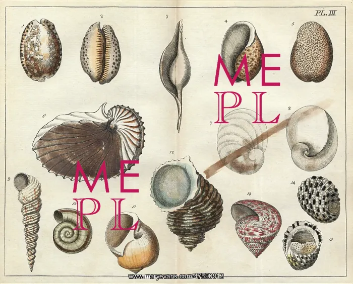 : Various shells : Various shells