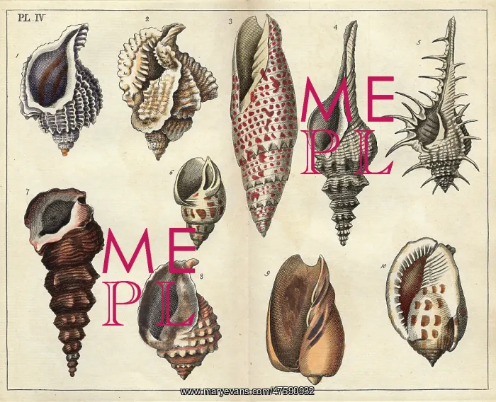 : Various shells : Various shells