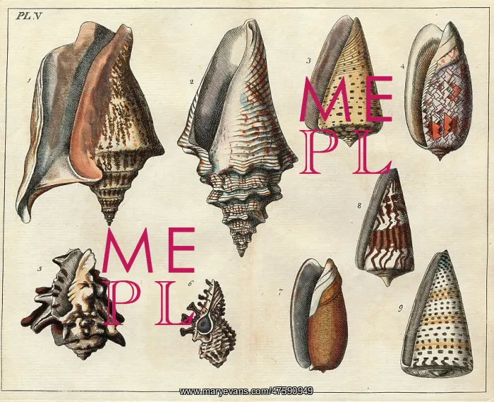 : Various shells : Various shells