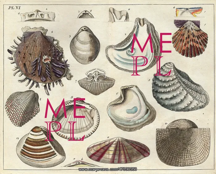 : Various shells : Various shells