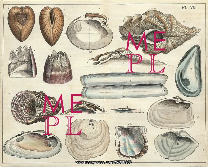 : Various shells : Various shells