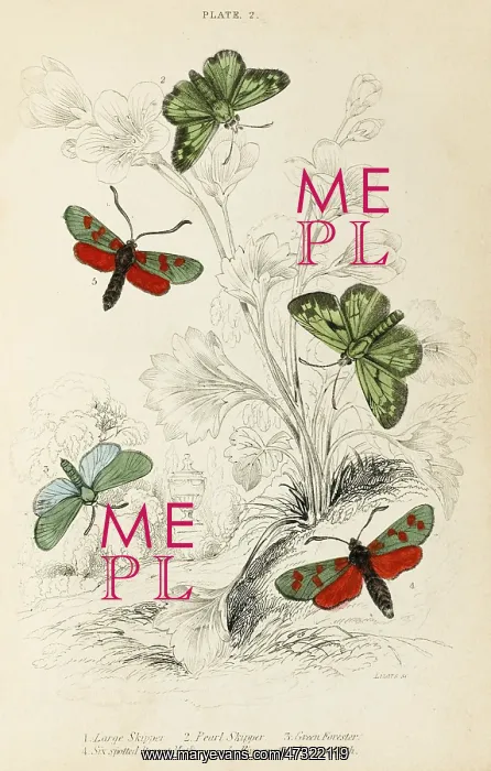 : VARIOUS SKIPPERS : VARIOUS SKIPPERS