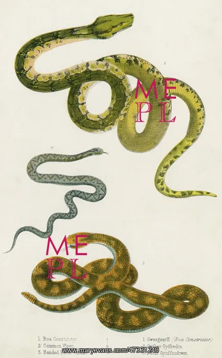 : VARIOUS SNAKE SPECIES : VARIOUS SNAKE SPECIES