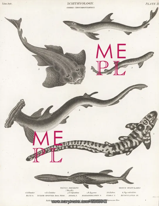 : Various species of sharks : Various species of sharks