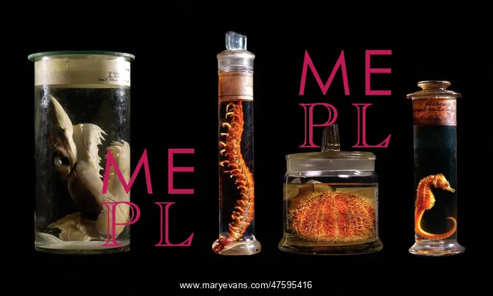: Various specimens : Various specimens