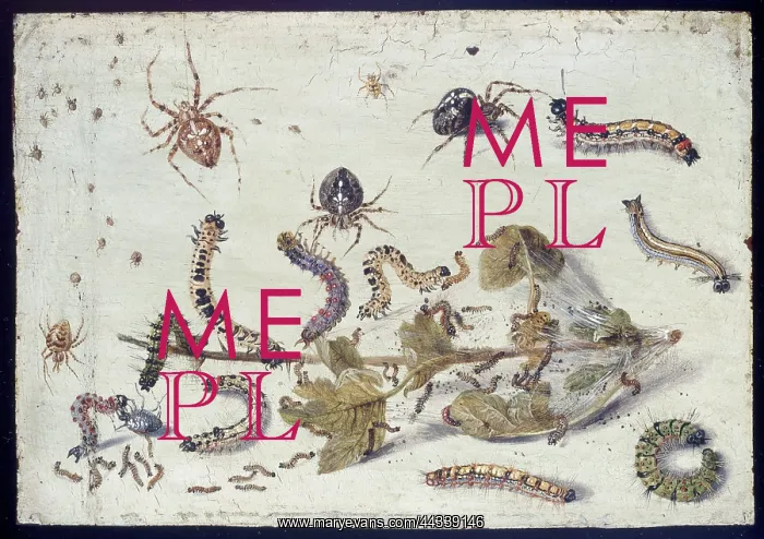 : Various Spiders and Caterpillars, with a Sprig of Gooseberry : Various Spiders and Caterpillars, with a Sprig of Gooseberry