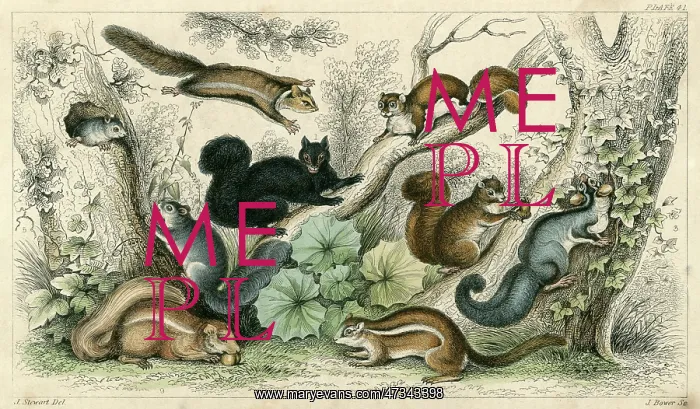 : VARIOUS SQUIRRELS 19C : VARIOUS SQUIRRELS 19C