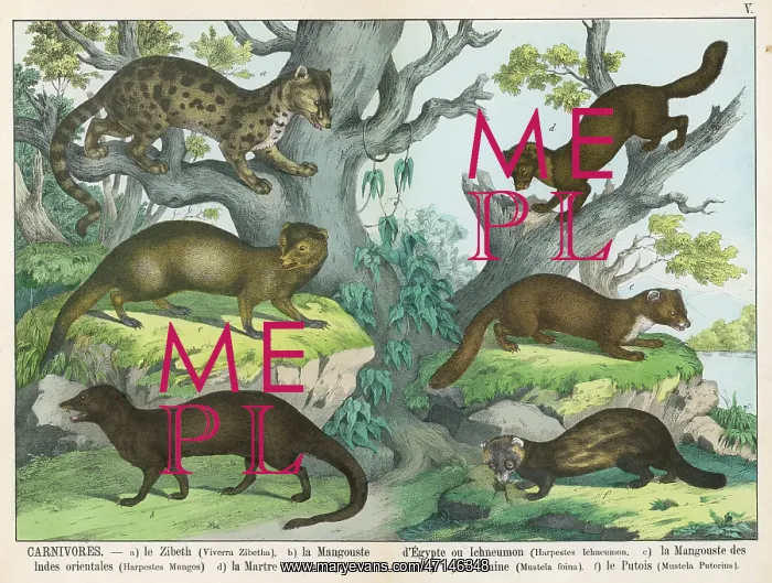 : Various stoats and weasels : Various stoats and weasels
